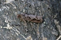 Smal kveldvikler (Epinotia crenana)