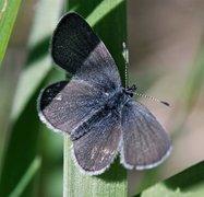 Small Blue (Cupido minimus)