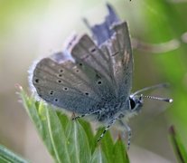 Small Blue (Cupido minimus)