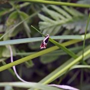 Vikkesigdvikler (Ancylis badiana)