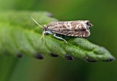 Grå rotvikler (Dichrorampha plumbana)