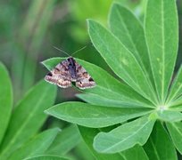 Burnet Companion (Euclidia glyphica)