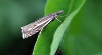 Smalstreknebbmott (Crambus lathoniellus)