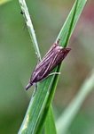 Årenebbmott (Chrysoteuchia culmella)