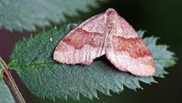 Bred skumringsmåler (Plagodis pulveraria)