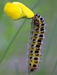 Seksflekket bloddråpesvermer (Zygaena filipendulae)