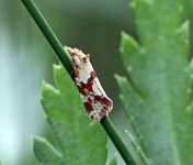 Rødknappraktvikler (Aethes hartmanniana)