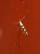 Oreblomstmøll (Argyresthia goedartella)