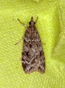 Common Grey (Scoparia ambigualis)
