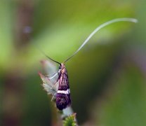 Small Barred Long-horn (Adela croesella)