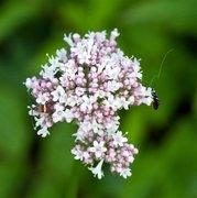 Small Barred Long-horn (Adela croesella)