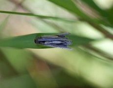 Sekkspinnere (Psychidae)