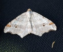 Sharp-angled Peacock (Macaria alternata)