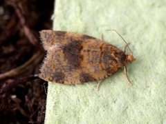 Brown-barred Tortrix (Epagoge grotiana)