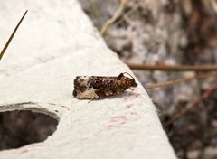 Marbled Orchard Tortrix (Hedya nubiferana)