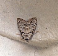 Eikeduskfly (Meganola strigula)