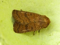 The Uncertain (Hoplodrina octogenaria)