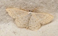 Cream Wave (Scopula floslactata)