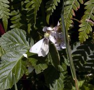 Liten kålsommerfugl (Pieris rapae)