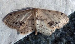 Flekkengmåler (Idaea dimidiata)