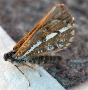 Bordered White (Bupalus piniaria)