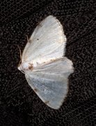 White-pinion Spotted (Lomographa bimaculata)