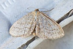 Smoky Wave (Scopula ternata)