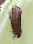 Great Marble (Pseudosciaphila branderiana)
