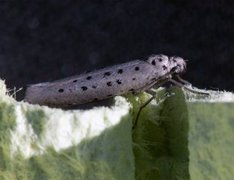 Smørbukkspinnmøll (Yponomeuta sedella)