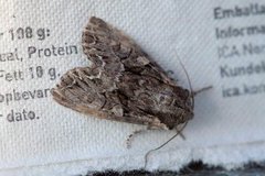 Beautiful Brocade (Lacanobia contigua)