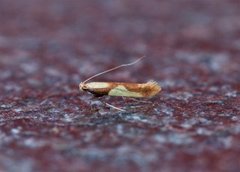 Caloptilia alchimiella