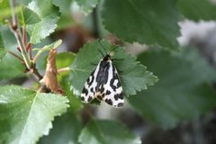 Wood Tiger (Parasemia plantaginis)