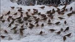 Bjørkefink (Fringilla montifringilla)