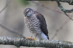 Spurvehauk (Accipiter nisus)