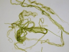Tarmgrønske (Ulva intestinalis)