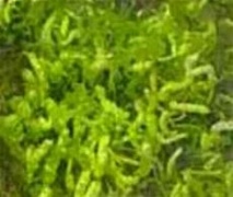 Sea grass (Ulva intestinalis)