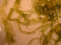 Tarmgrønske (Ulva intestinalis)