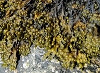 Blæretang (Fucus vesiculosus)