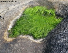 Sea grass (Ulva intestinalis)