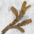 Sagtang (Fucus serratus)