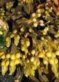 Blæretang (Fucus vesiculosus)