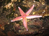 Sjøstjerner (Asteroidea)