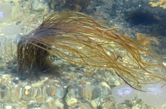 Cat gut (Chorda filum)