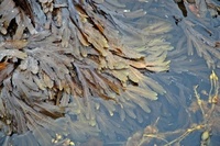 Sagtang (Fucus serratus)