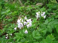 Cuckooflower (Cardamine pratensis)