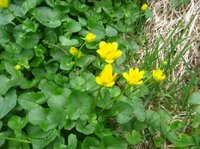 Vårkål (Ranunculus ficaria)