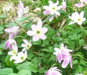 Hvitveis (Anemone nemorosa)