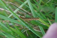 Rødt hagefly (Ceramica pisi)