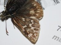 Moltesmyger (Pyrgus centaureae)