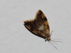 Yellow-spot Tortrix (Pseudargyrotoza conwagana)